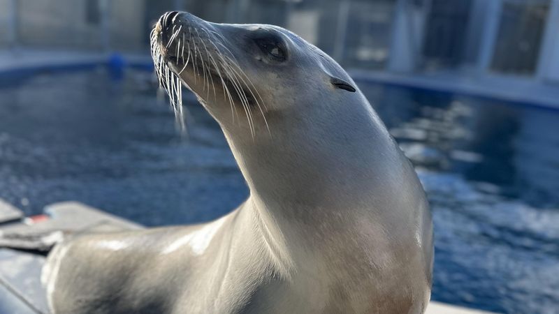 Sea Lions: The Ocean's Natural Performers