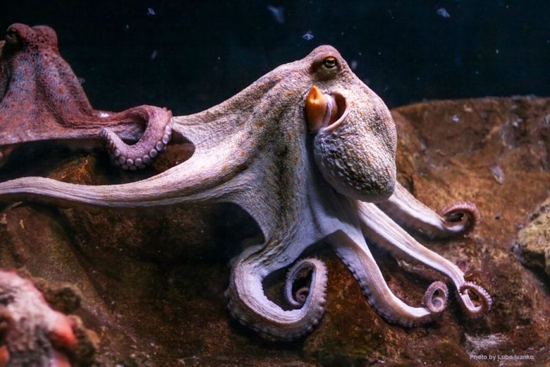 Octopuses