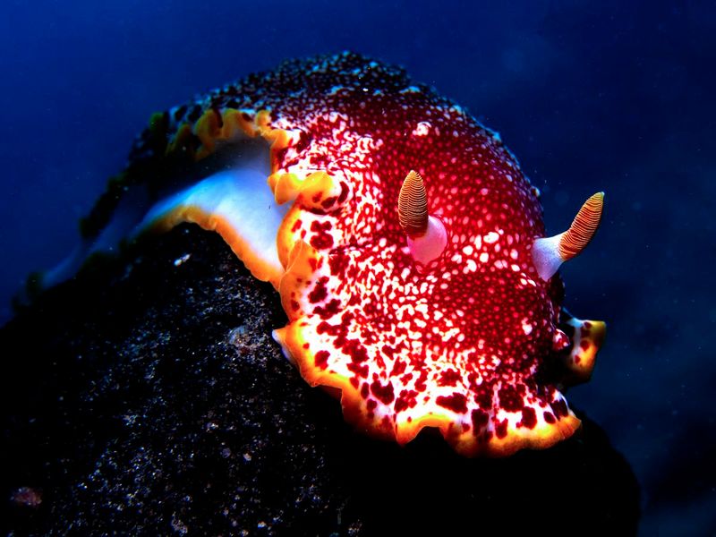 Nudibranchs (Sea Slugs)
