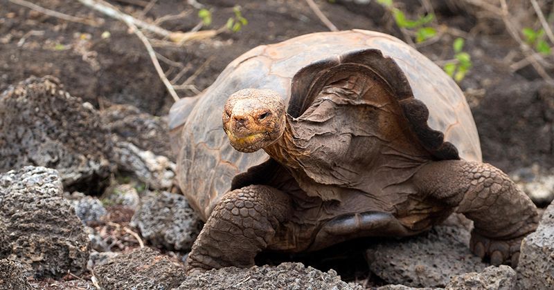 Galápagos Tortoise (Galápagos Islands)