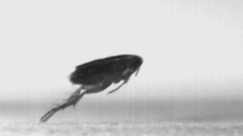 Fleas: Jumping Machines