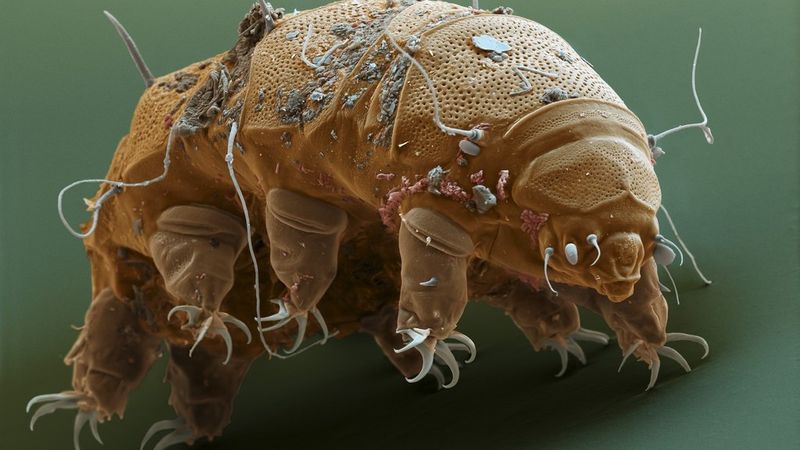 Tardigrades