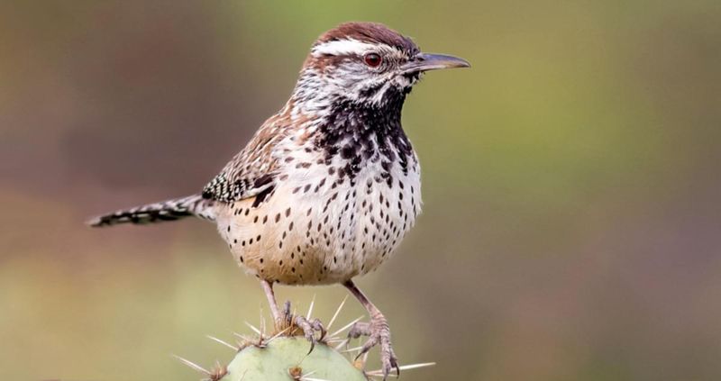 Some Species Are Found Nowhere Else On Earth