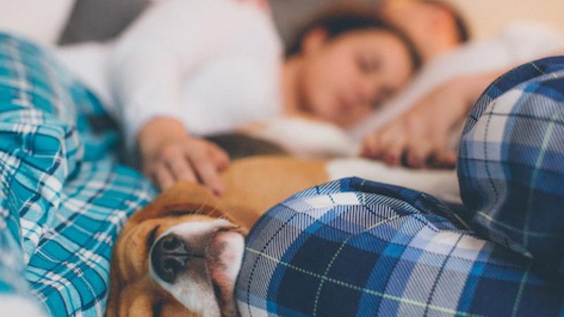 Your Pet Might Already Be Influencing Your Sleep