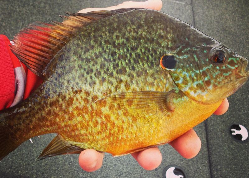 Conservation Helps Keep Trophy Redears Around