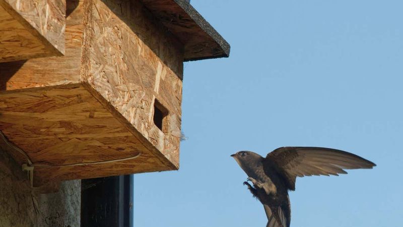 Protect Existing Nest Sites