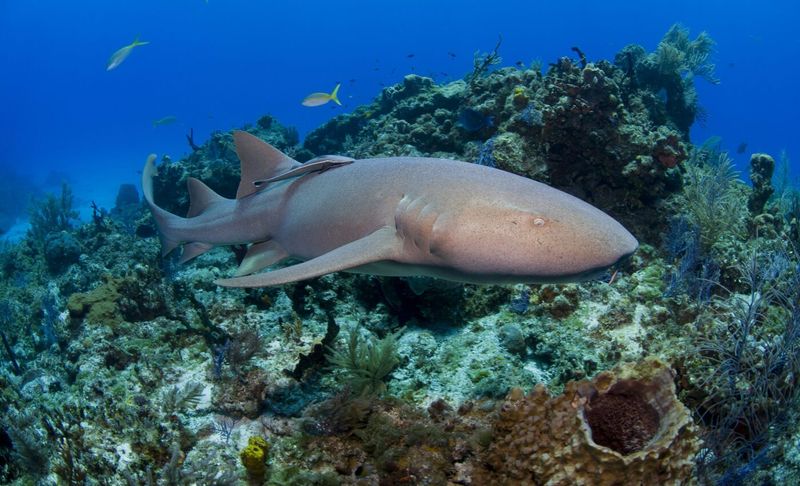 Walking Sharks