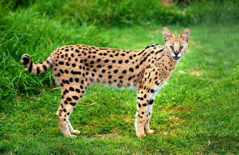 Serval