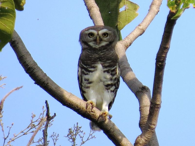 Forest Owlet – India's Lost And Found Species