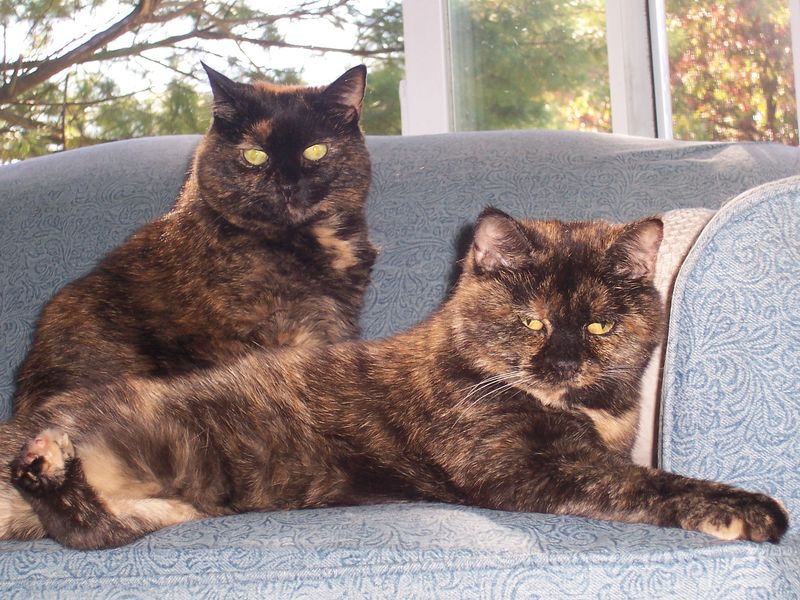Marbled Torbie