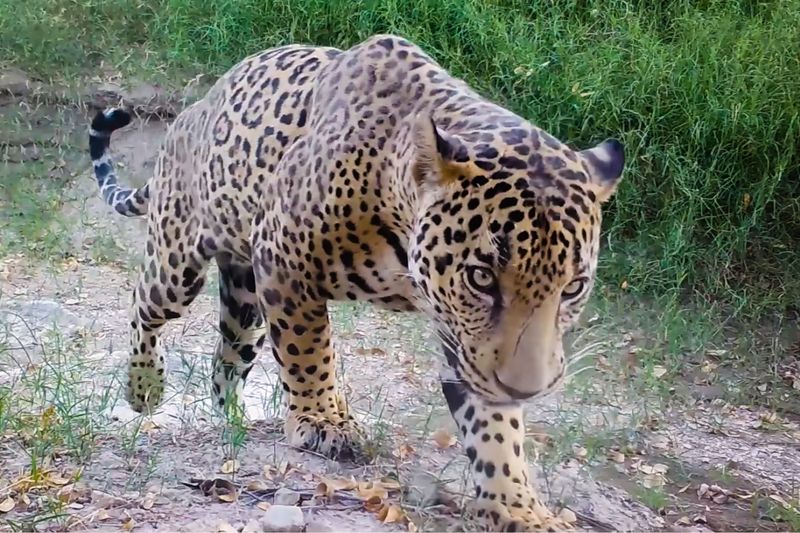 Jaguar: The American King