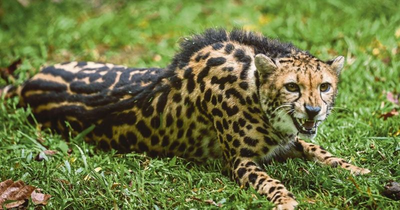 King Cheetah