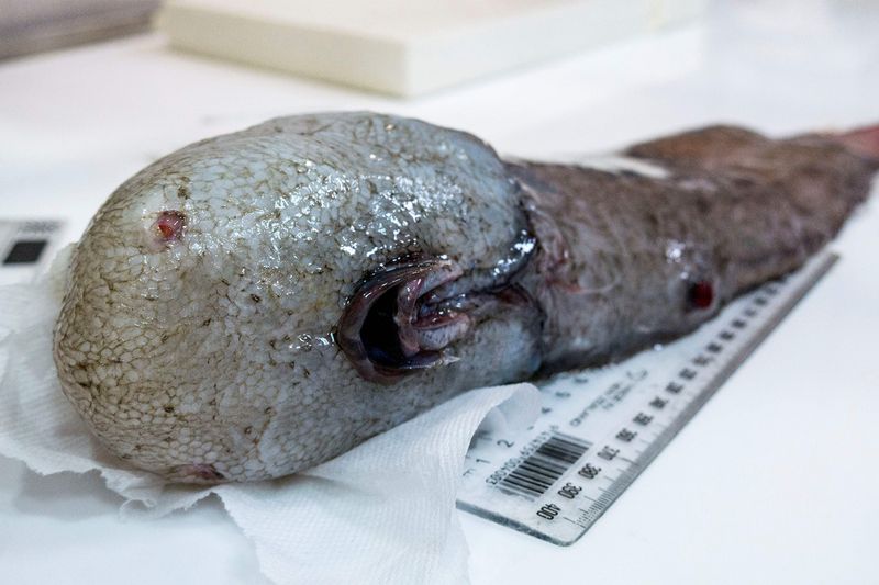 Faceless Fish's Surprising Return