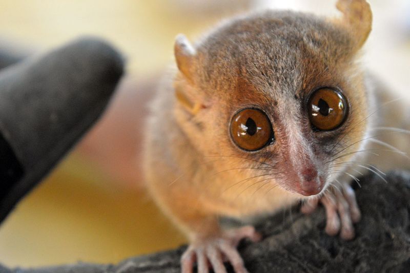 Mouse Lemur – Shortest-Lived Primate