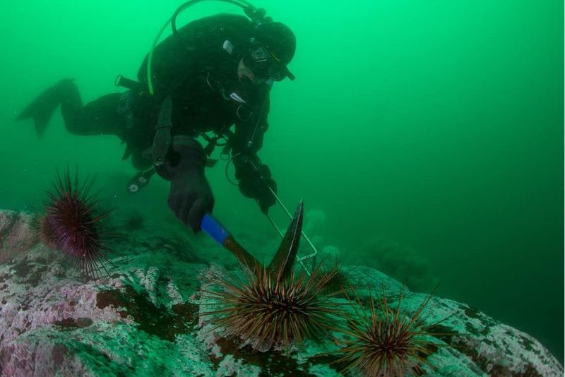 Efforts To Manage And Restore Seaweed Forests
