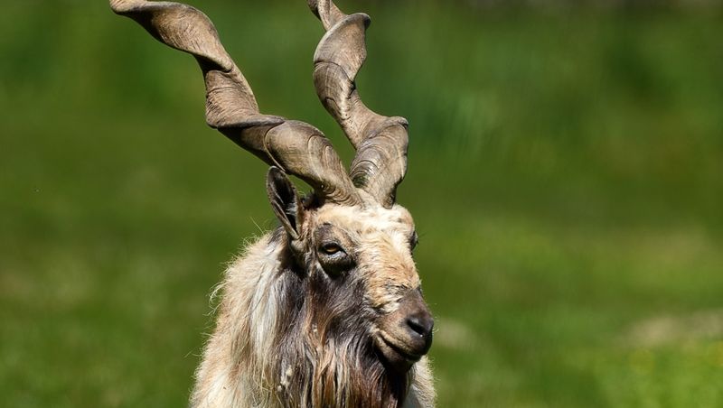 Markhor