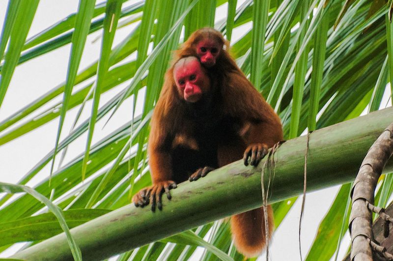 Red Uakari (Brazil)