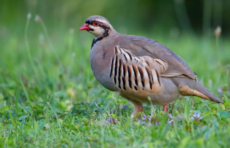 Chukar Partridges