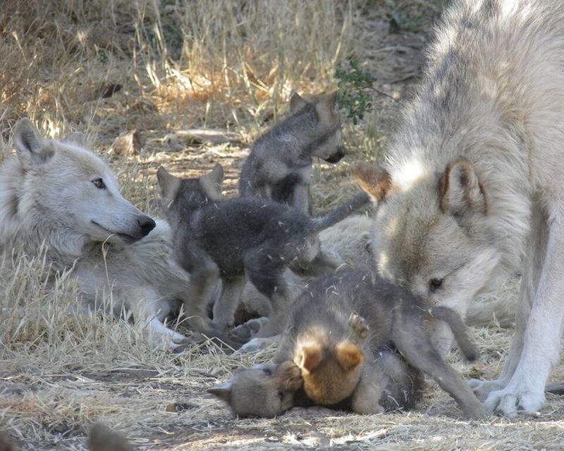 Raising Their Young In A Pack Environment