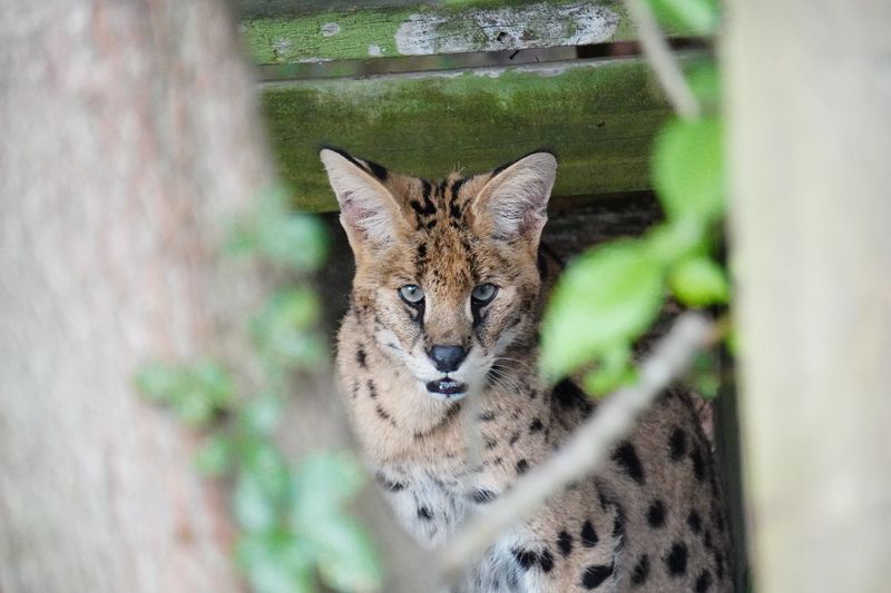Serval Cats – Wild Beauty With Untamable Instincts