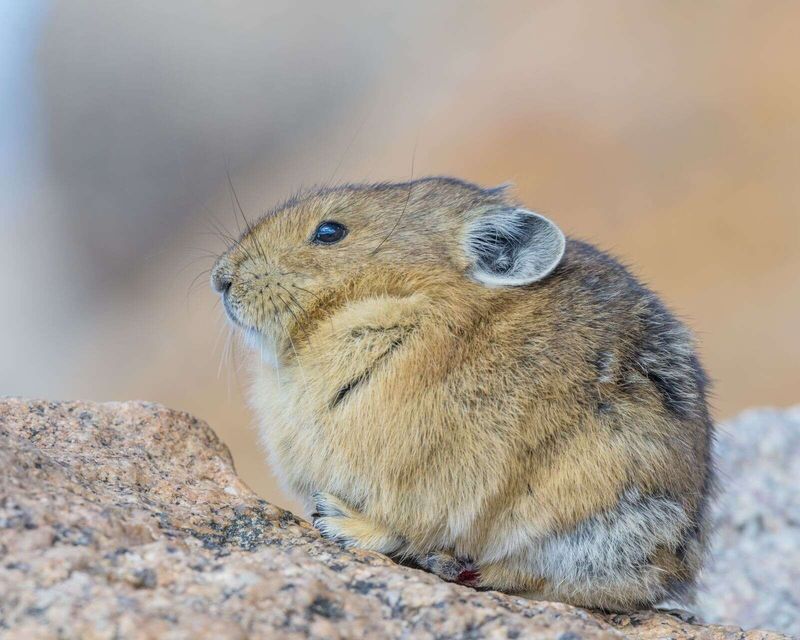 Pika