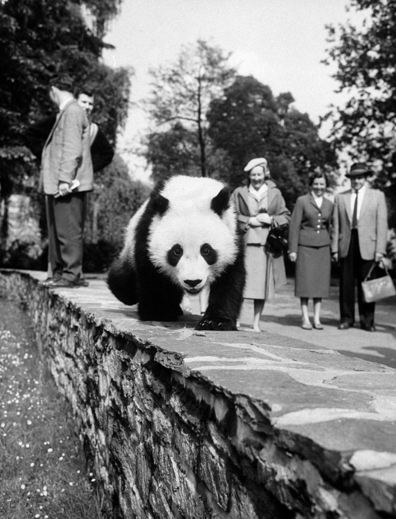 Chi-Chi The Panda