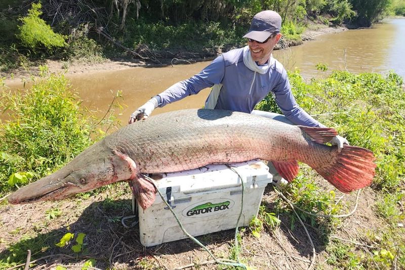 The Alligator Gar Goliath Of Texas
