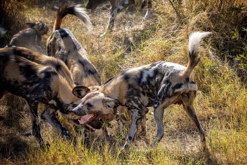 African Wild Dog