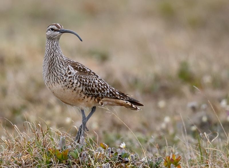 Bristle-Thighed Curlew
