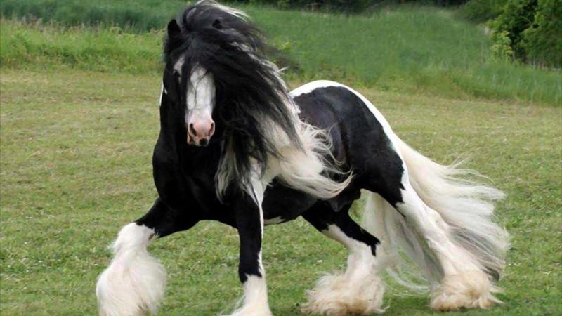 Gypsy Vanner's Feathered Feet