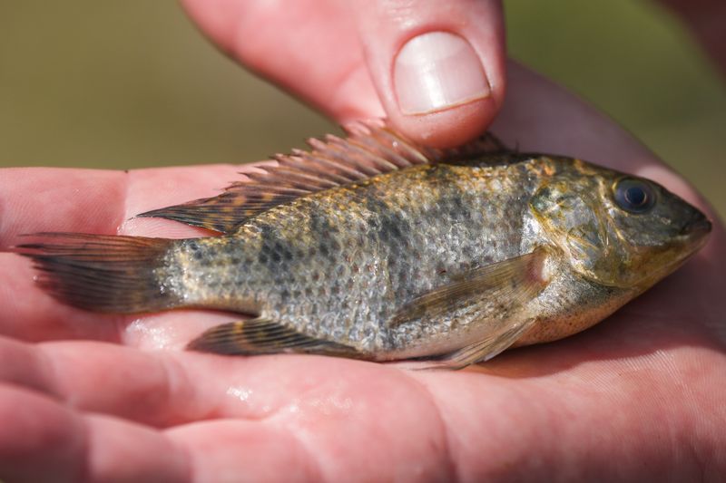 But Still A Growing Threat To Native Fish