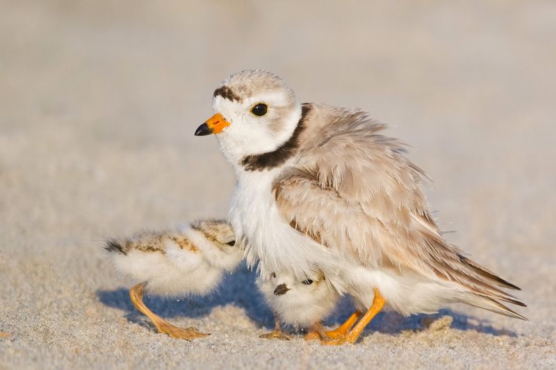Massachusetts – Piping Plover