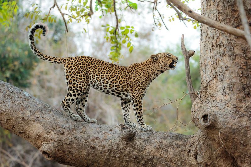 Leopard Haven In South Luangwa
