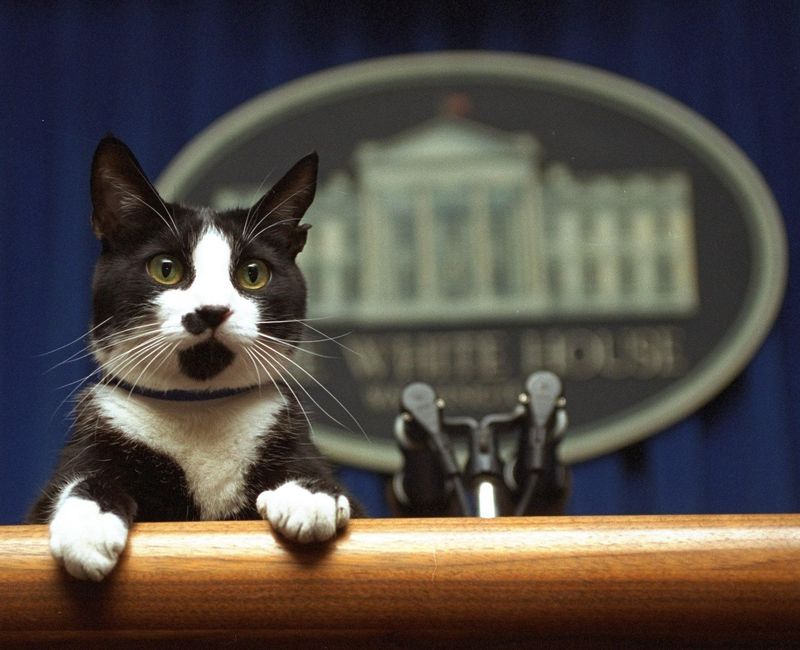 Socks Clinton: The First Feline Who Received Fan Mail
