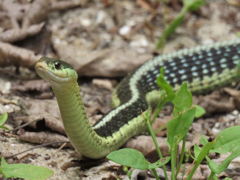 Darting Garden Snakes