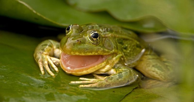 Voracious Bullfrogs Swallow Everything
