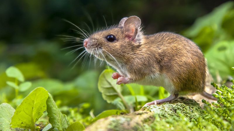 Pocket-Sized Pollinators: Mice