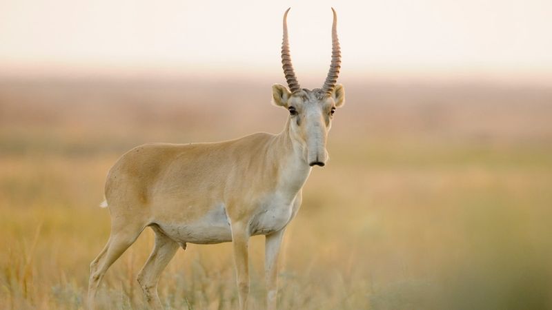 Ancient Origins From Ice Age
