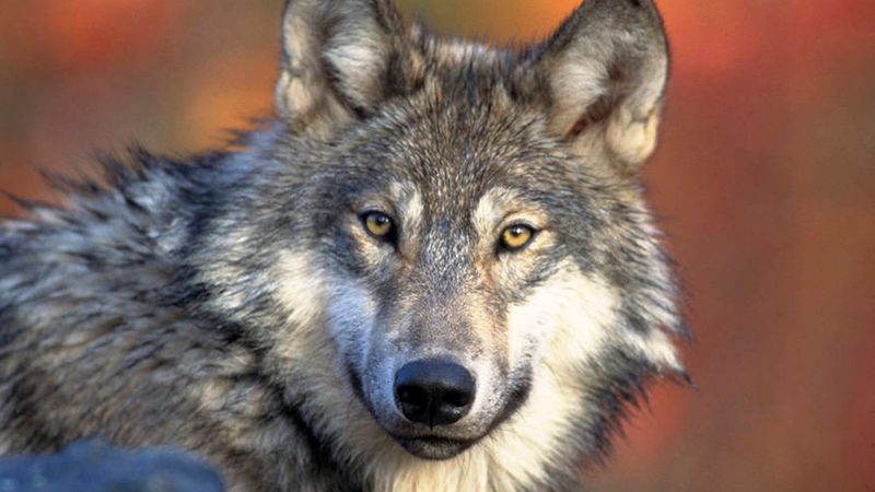 Michigan – Gray Wolf