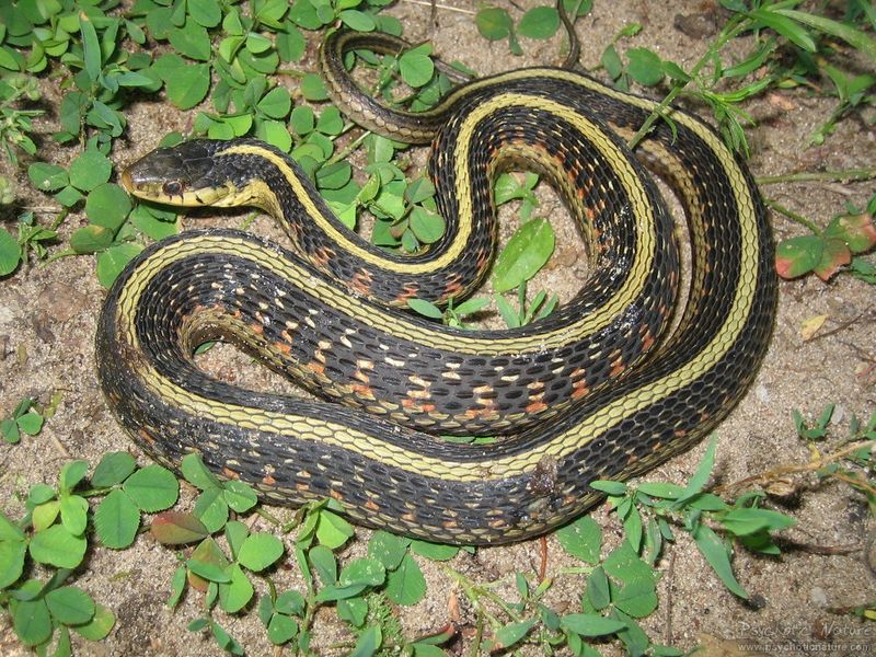Minnesota: Land Of 10,000 Lakes (But Few Snakes)