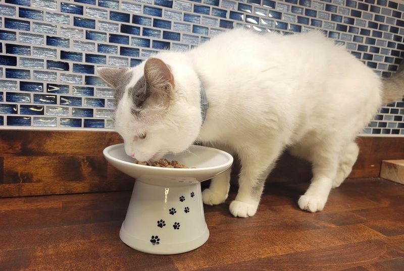 Elevated Food Stations Reduce Strain