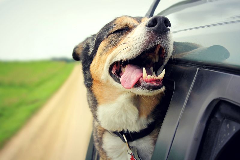 Car Rides To Nowhere Special