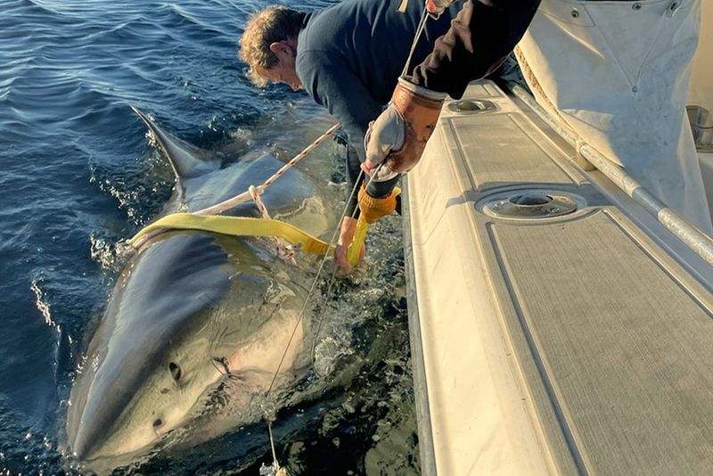 Record-Breaking Size Stuns Experts