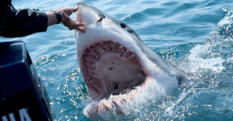 Massive 1,653-Pound Shark Caught Off Florida Coast, Making It A Historic Catch