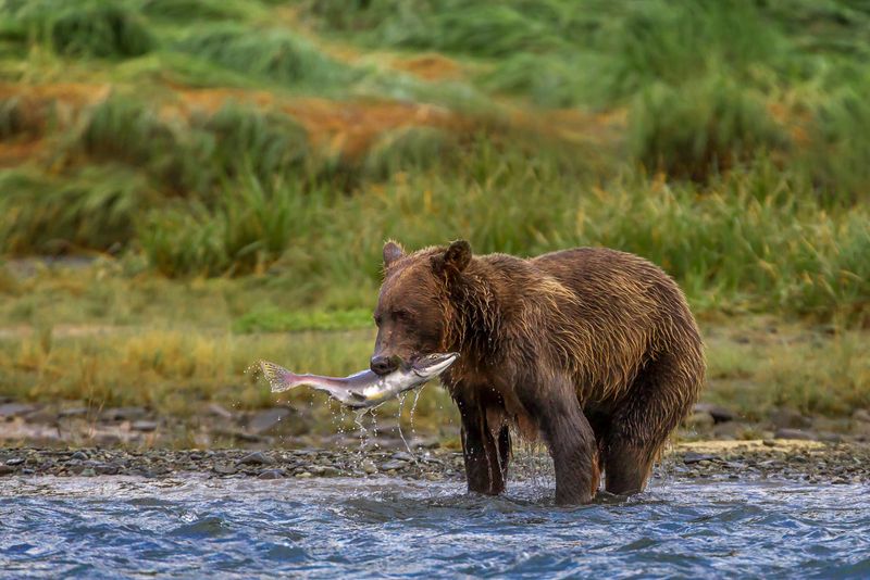 Powerful Grizzly Bear