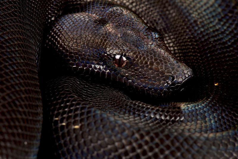 Largest Boa In Colombia