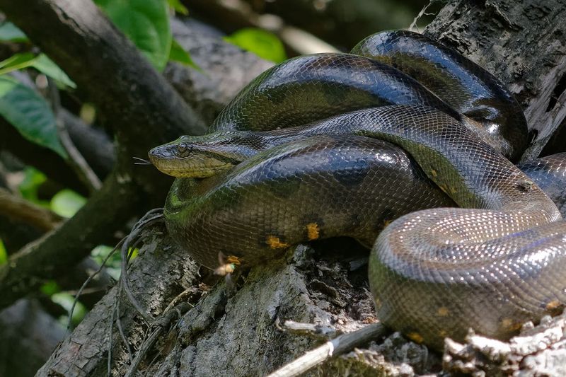 Record Boa Constrictor In The Brazilian Pantanal