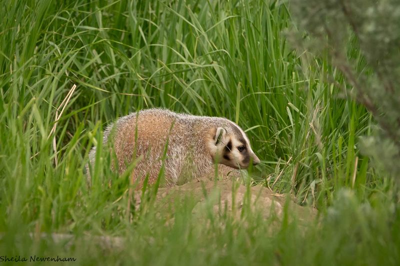 Mysterious Badgers
