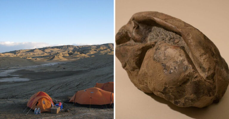 Massive Fossilized Egg From 48 Million Years Ago Discovered In Antarctica