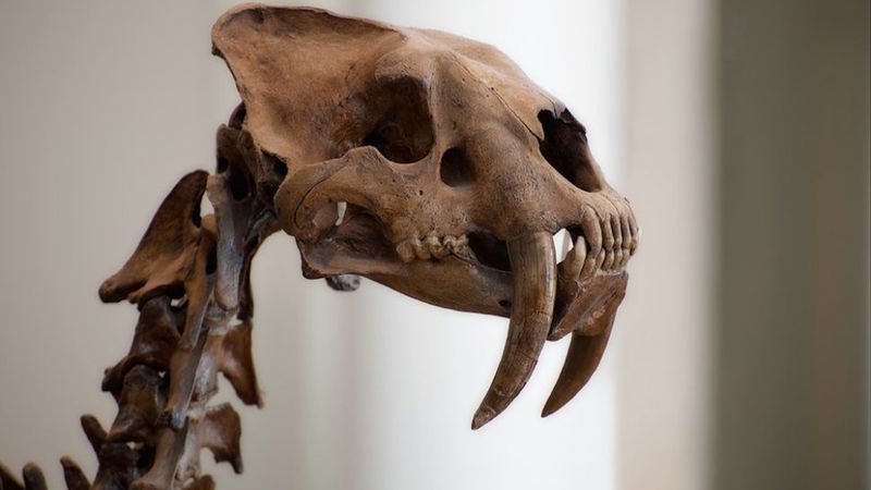 Saber-Toothed Cats Hunted Across Vast Territories